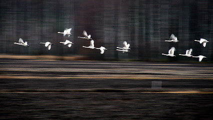 Image showing Whooper swan