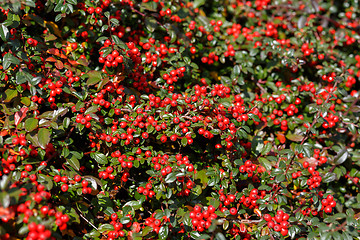 Image showing autumn background with red gaultheria