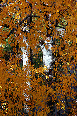 Image showing Autumn