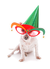 Image showing Pet with party hat and court jester glasses