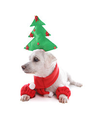 Image showing Puppy dog at Christmas time