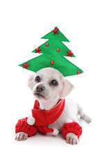 Image showing Puppy dog wearing Christmas tree hat