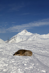 Image showing Dog sleeping on ski slope