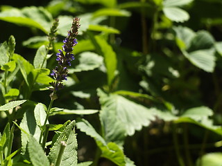 Image showing purple flower