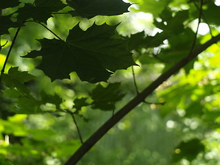 Image showing maple tree leaf