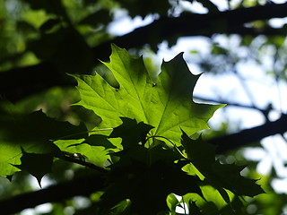Image showing maple tree leaf