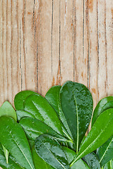 Image showing leaves on wooden background 