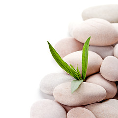 Image showing stones and green leaves