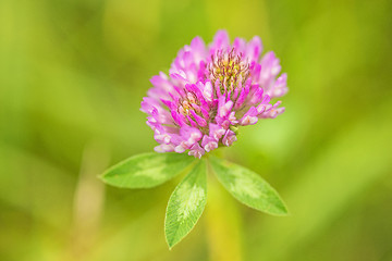 Image showing Red clover, medicinal plant,Trifolium pratense