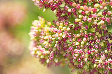 Image showing Sedum