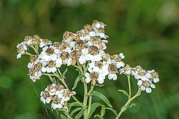 Image showing Achillea ptarmica, sneezewort