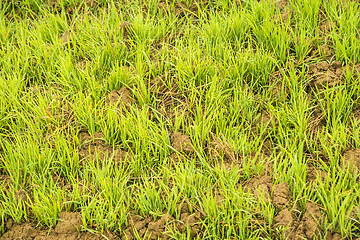 Image showing energy plant szarvasi grass