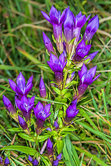 Image showing Knabenkraut, heimische Orchidee