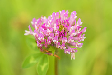 Image showing Red clover, medicinal plant,Trifolium pratense