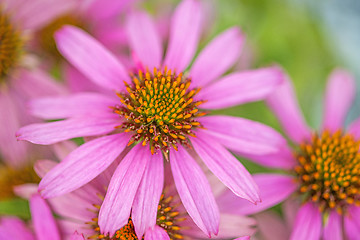 Image showing cone flower, Echinacea purpurea