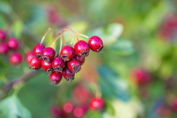 Image showing Hawthorn fruits