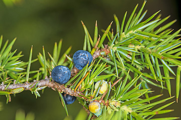 Image showing juniper berries