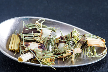 Image showing horse's tail, Equisetum arvense, medicinal plant