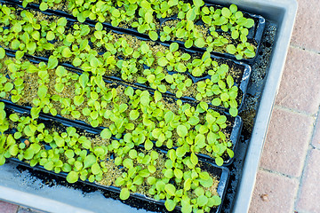 Image showing seedlings of salad