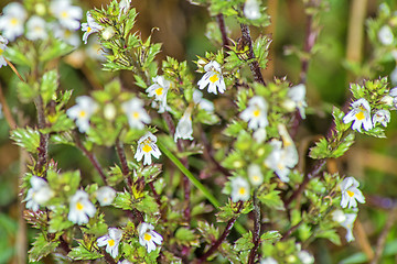 Image showing Euphrasy, Euphrasia officinalis