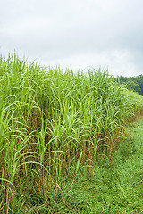 Image showing  switch grass, Miscanthus