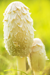 Image showing Father and son mushroom