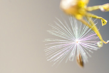 Image showing flying seeds