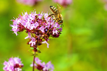 Image showing oregano, wild marjoram