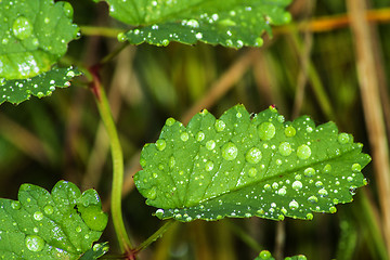 Image showing leaf with rain drops