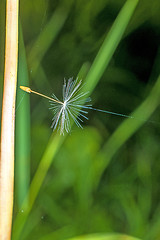 Image showing flying seeds