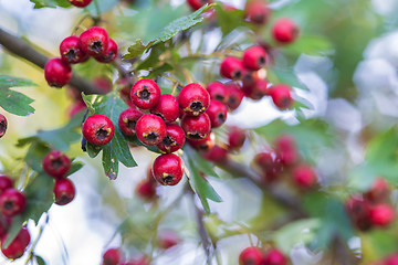 Image showing Hawthorn fruits