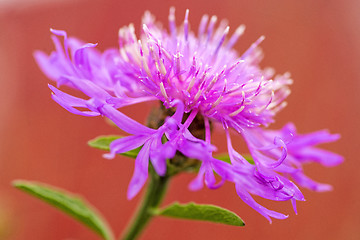 Image showing knapweed bloom