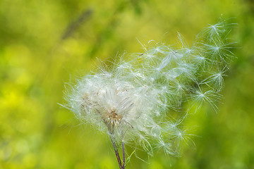 Image showing flying seeds