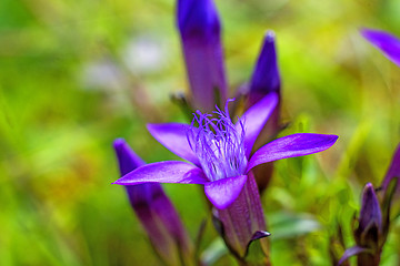 Image showing Knabenkraut, heimische Orchidee