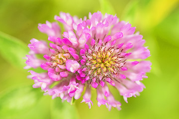 Image showing Red clover, medicinal plant,Trifolium pratense