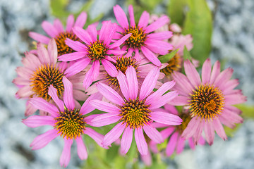 Image showing cone flower, Echinacea purpurea