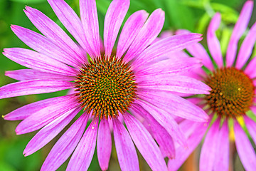 Image showing cone flower, Echinacea purpurea