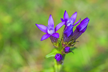 Image showing Knabenkraut, heimische Orchidee