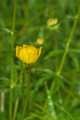 Image showing Globe-flower, Trollus europaeus