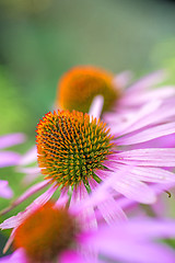 Image showing cone flower, Echinacea purpurea