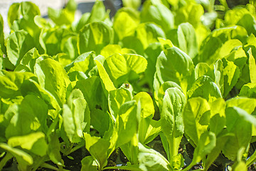 Image showing seedlings of salad