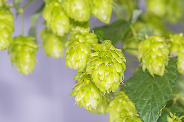 Image showing hops