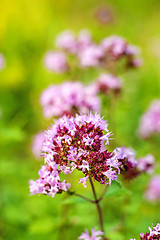 Image showing oregano, wild marjoram