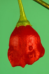 Image showing chili bishop?s crown