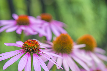 Image showing cone flower, Echinacea purpurea