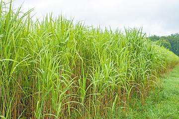 Image showing  switch grass, Miscanthus