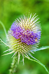 Image showing blooming teasel, old tool of the weavers