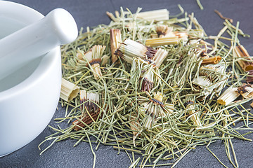 Image showing horse's tail, Equisetum arvense, medicinal plant