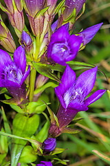 Image showing Knabenkraut, heimische Orchidee