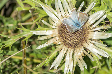 Image showing Carline thistle, Carlina vulgaris